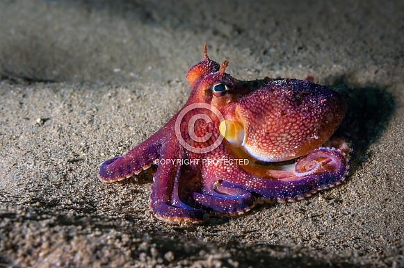 Small Hawaiian Octopus