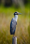 yellow crowned night heron - Nyctanassa violacea - formerly in the genus Nycticorax, is one of two species of night herons found in the Americas, the other one being the black crowned night heron