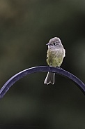 A Little Hammond's Flycatcher in Alaska