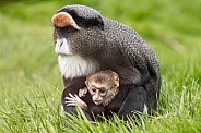 De Brazza Monkey Mother and Baby