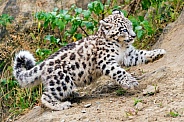 Happy snow leopard cub running