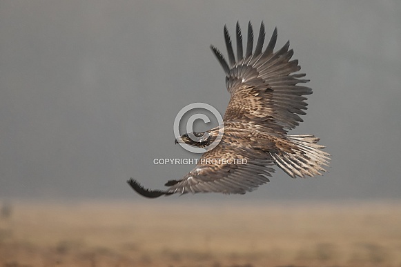 White tailed eagle or European Eagle