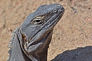 Spinytail Iguana Portrait