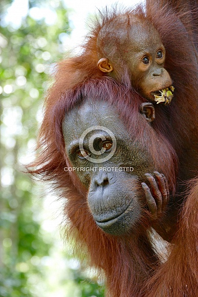 Wild mother and baby Orangutans