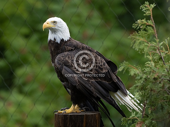 Bald eagle