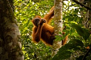 Sumatran orangutan in the jungle.