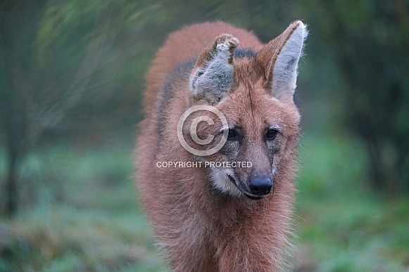 Maned Wolf