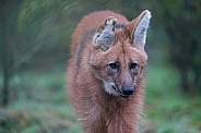 Maned Wolf