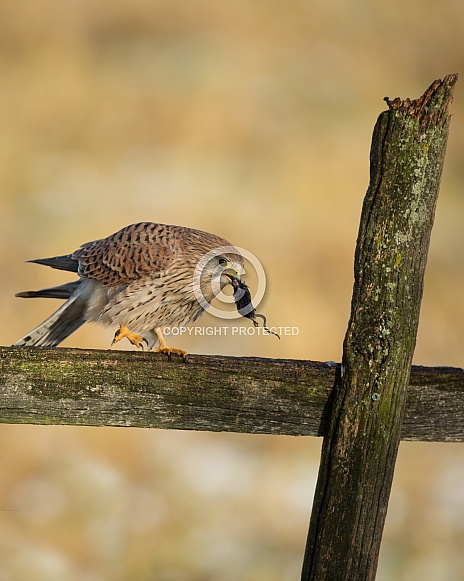 Female Common Kestrel Female Common Kestrel