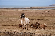 Icelandic ponies in a field