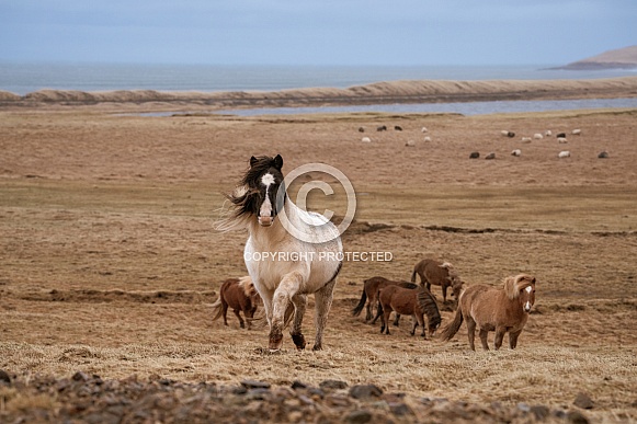 Icelandic ponies in a field