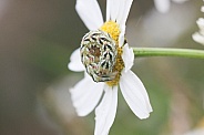 caterpillar on daisy