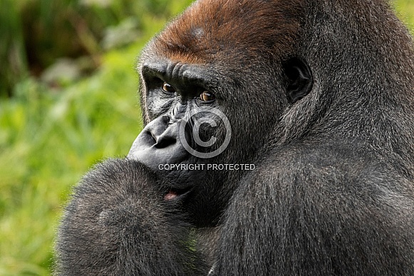 Western Lowland gorilla Close Up