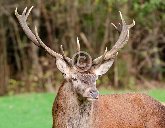 Stag