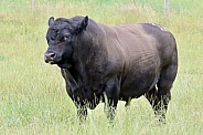 Angus Bull