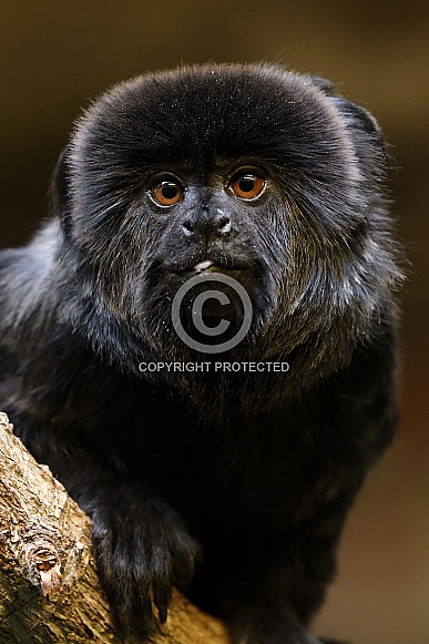 Goeldi's marmoset, or Goeldi's monkey (Callimico goeldii)