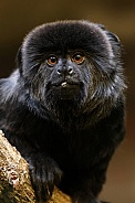 Goeldi's marmoset, or Goeldi's monkey (Callimico goeldii)