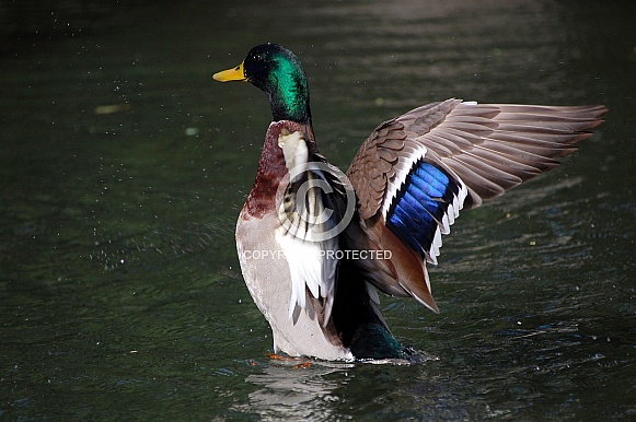 Mallard Mallard