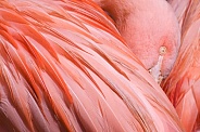 Flamingo--Blushing Flamingo D9497 Wild
