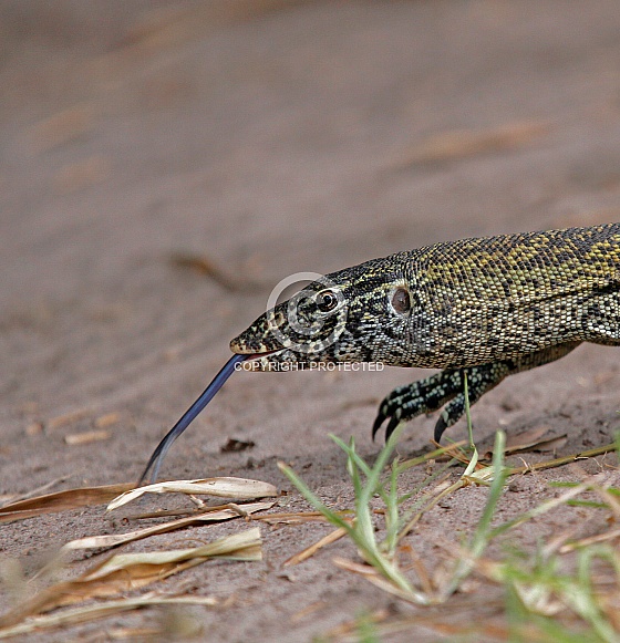 Nile Moniter Nile Moniter