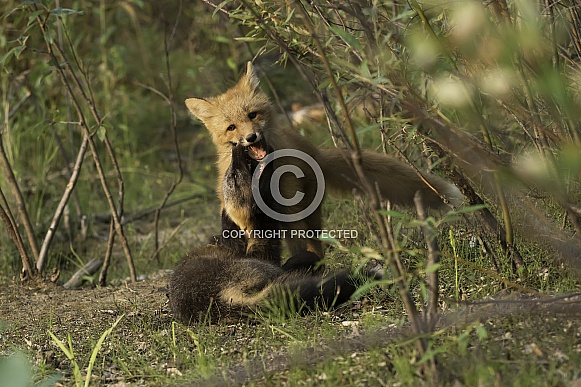 Red Fox Kits at Play