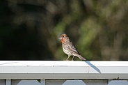 House Finch