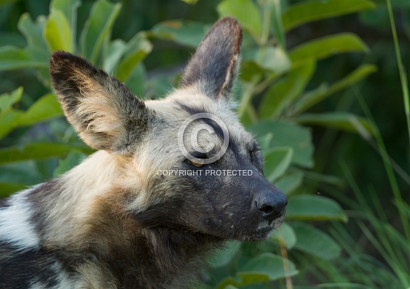 African Wild Dog