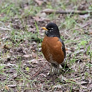 American Robin on the Ground