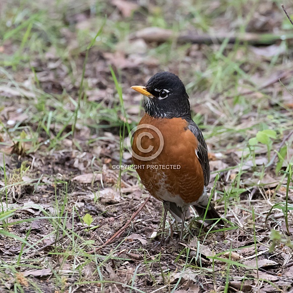 American Robin on the Ground