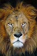 Close portrait of a lion