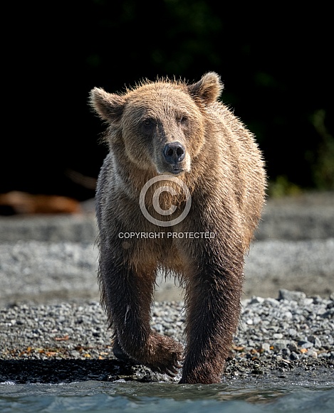 Wet bear walking towards the lake