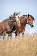 Wild Horse (Equus caballus)