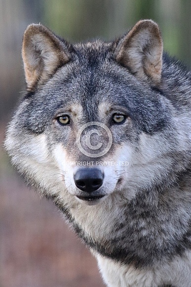 European wolf European wolf