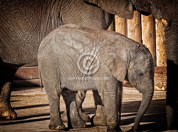Baby elephant and mother profile