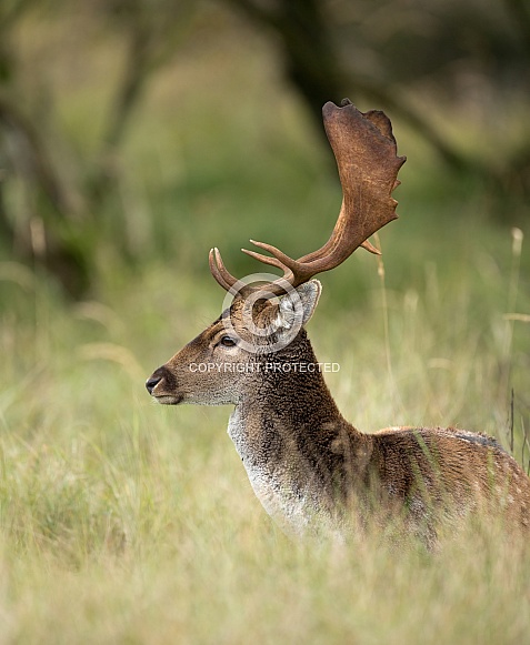 Fallow deer