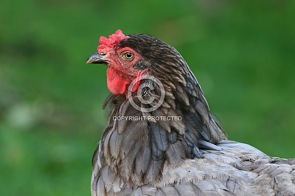 Cockerel/Rooster portrait Cockerel/Rooster portrait
