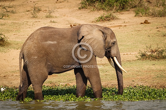 African Elephant African Elephant