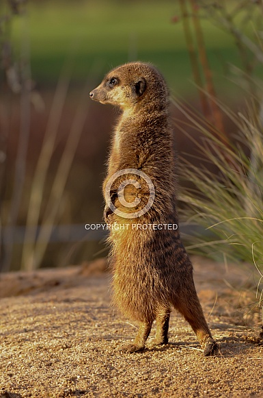 Meerkat
