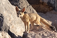 Kit Fox, Vulpes macrotis