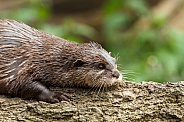 Otter