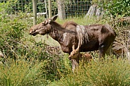 Cow Moose and Calf