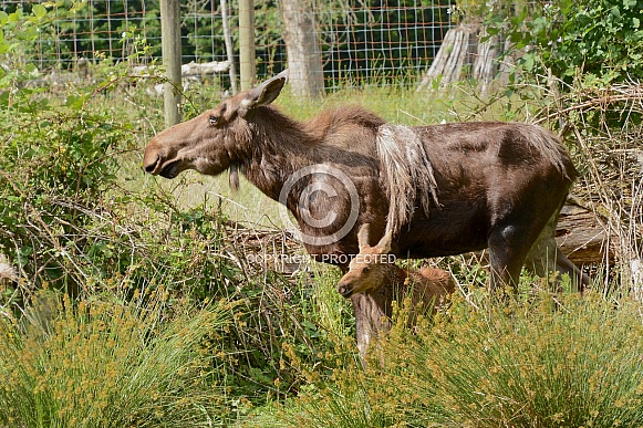 Cow Moose and Calf Cow Moose and Calf