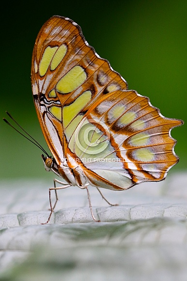 Siproeta stelenes Siproeta stelenes