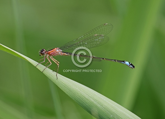 Blue tailed Damselfly