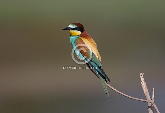 Bee-eater