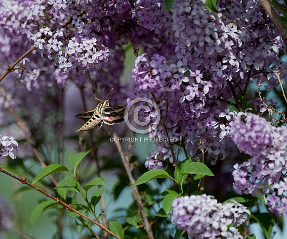 Hummingbird hawkmoth