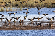 White Faced and Fulvous Ducks - Botswana