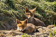 Red fox cub/cubs in nature
