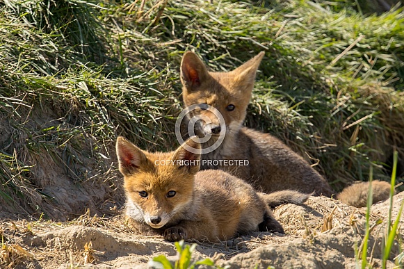Red fox cub/cubs in nature