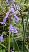 Bluebells (Genus Hyacinthoides)